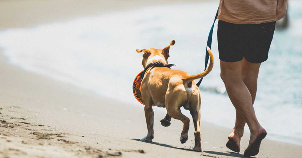 湘南で愛犬と一緒に夏の海辺を楽しむならサザンゆかりの“一中通り”へ 旅行 LEON レオン オフィシャルWebサイト